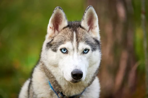 Perro Husky Siberiano Raza Pura Con Hermosos Ojos Azules Cuello —  Fotos de Stock