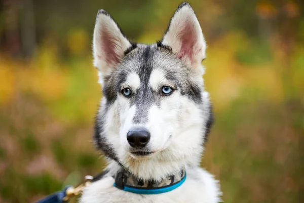 Reinrassiger Siberian Husky Hund Halsband Der Freien Spazieren Geht Verschwommener — Stockfoto