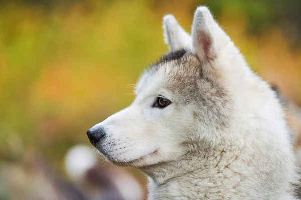 Sibirien Husky Porträtt Närbild Sibirien Husky Ansikte Sida Med Vit — Stockfoto