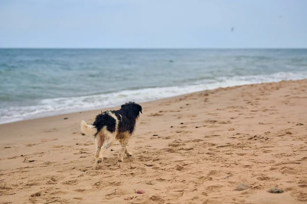 Kayıp köpek kumsalda yürüyor ve sahibini arıyor, deniz altyapısı. Baltık Denizi 'nde sahilde tasmalı, ıslak, üzgün bir köpek. Yorgun evsiz köpek dondu ve yemek istiyor.