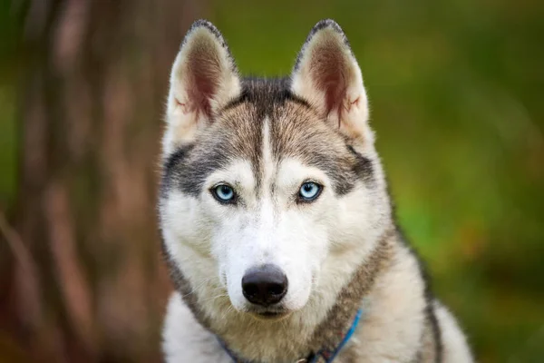 纯正的西伯利亚哈士奇犬 领子上有美丽的蓝眼睛 西伯利亚哈士奇犬 毛色黑白 雪橇犬品种 走起路来走起路来 爱护动物的概念 — 图库照片