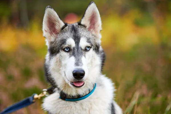 Perro Husky Siberiano Raza Pura Con Boca Abierta Que Sobresale —  Fotos de Stock