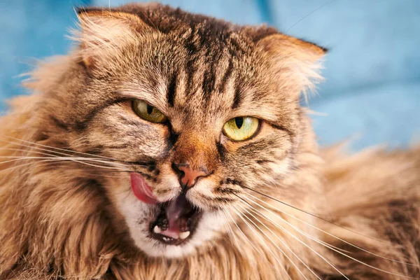 Purebred longhair Highland Scottish Fold cat licking lips, fluffy marble domestic cat portrait close up, studio. Highland Scottish Fold cat with funny folded ears, green-yellow eyes and fluffy fur