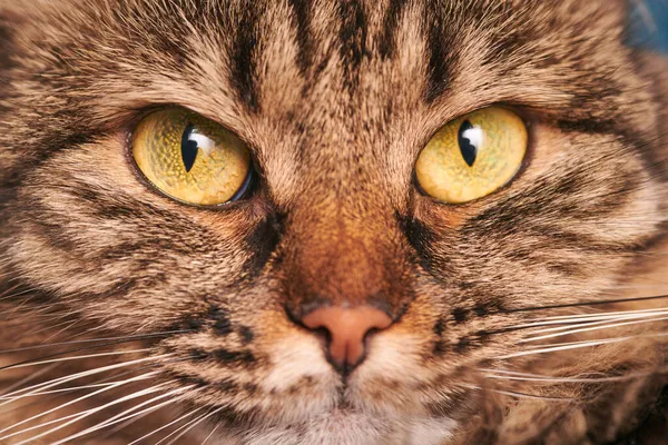 Retrato Gato Tabby Com Olhos Grandes Verde Amarelos Bigodes Brancos — Fotografia de Stock