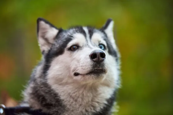 Cabeza Perro Husky Siberiano Raza Pura Fondo Natural Verde Borroso —  Fotos de Stock