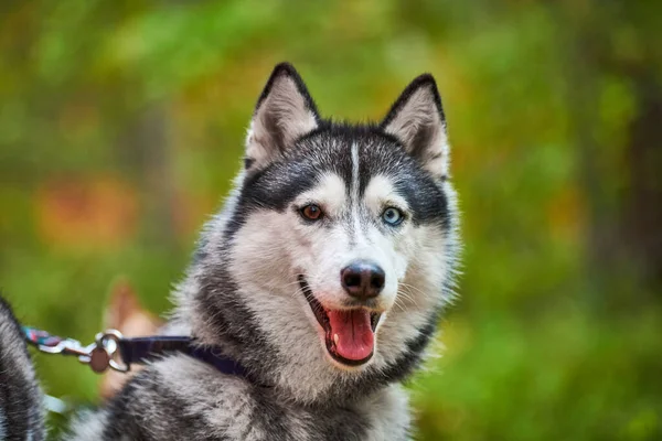Perro Husky Siberiano Raza Pura Con Boca Abierta Que Sobresale —  Fotos de Stock