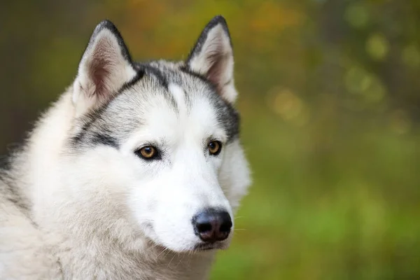 Siberian Husky Retrato Cerca Siberian Husky Cara Con Blanco Negro —  Fotos de Stock