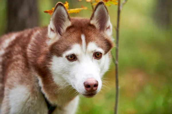 Precioso Retrato Perro Husky Siberiano Cerca Hembra Joven Husky Siberiano —  Fotos de Stock