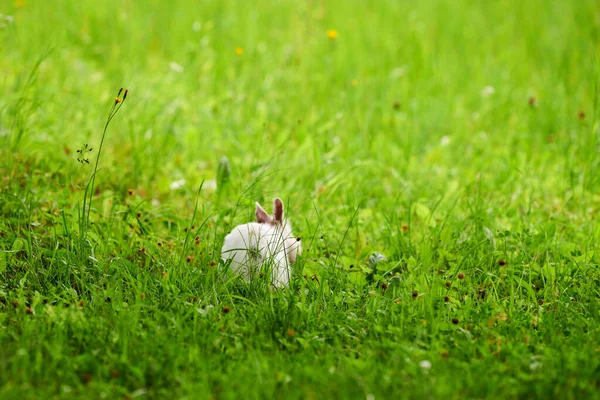 Conejo Blanco Huyendo Sobre Hierba Verde Borrosa Fondo Desenfocado Pequeño —  Fotos de Stock