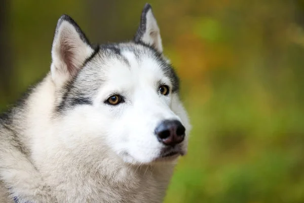 Siberian Husky Porträt Aus Nächster Nähe Siberian Husky Gesicht Mit — Stockfoto