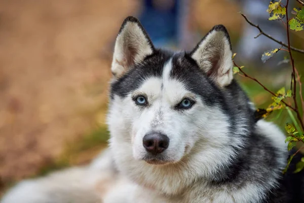 纯正的西伯利亚哈士奇犬 领子上有美丽的蓝眼睛 西伯利亚哈士奇犬 毛色黑白 雪橇犬品种 走起路来走起路来 爱护动物的概念 — 图库照片