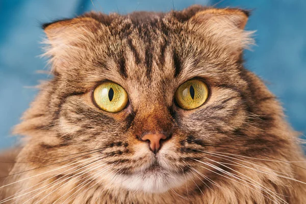Порожнє Довге Волосся Шотландський Портрет Fold Cat Пухнасте Мармурове Внутрішнє — стокове фото