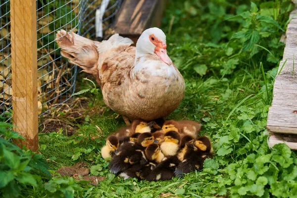 Muscovy Duck Young Ducklings Duck House Outdoor Background Mother Broody — Stock Photo, Image