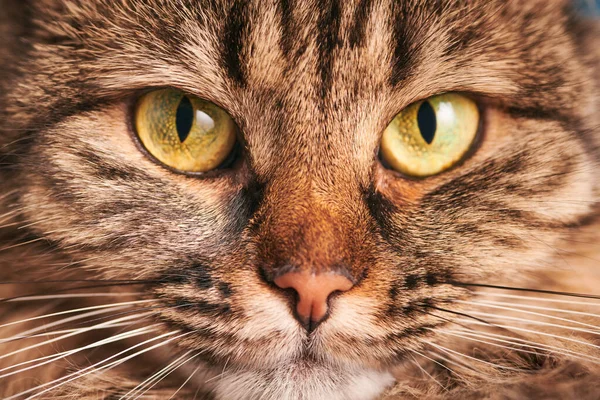 Портрет Таббі Кота Зелено Жовтими Великими Очима Білими Вусами Рожевим — стокове фото