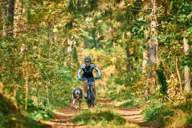 SVETLY, KALININGRAD OBLAST, RUSSIA - 2 Ekim 2021 - Bikejoring kızak köpekleri mantar yarışı, hızlı Sibirya Husky kızak köpekleri köpek misketleriyle bisiklet çekme, ormanda sonbahar köpek yarışı, kızak yarışı