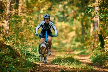 SVETLY, KALININGRAD OBLAST, RUSSIA - 2 Ekim 2021 - Bikejoring kızak köpekleri mantar yarışı, safkan Sibirya Husky kızak köpekleri köpek misketleri ile bisiklet çekme, kros köpek yarışı, kızak yarışı