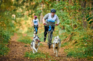 SVETLY, KALININGRAD OBLAST, RUSSIA - 2 Ekim 2021 - Bikejoring kızak köpek yarışı, Sibirya Husky köpekleri pozitif tombul kadınlarla bisiklet çekme, kızak yarışı yarışması, sağlıklı yaşam tarzı