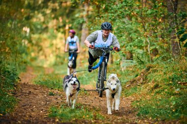 SVETLY, KALININGRAD OBLAST, RUSSIA - 2 Ekim 2021 - Bikejoring kızak köpek yarışı, Sibirya Husky köpekleri pozitif tombul kadınlarla bisiklet çekme, kızak yarışı yarışması, sağlıklı yaşam tarzı