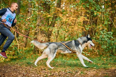 SVETLY, KALININGRAD OBLAST, RUSSIA - 2 Ekim 2021 - Canicross tatbikatları, Sibirya Husky köpeğiyle koşan genç adam, kanikros yarışına katılıyor, sağlıklı yaşam tarzı ve jogging konsepti