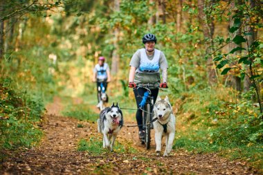 SVETLY, KALININGRAD OBLAST, RUSSIA - 2 Ekim 2021 - Bikejoring kızak köpek yarışı, Sibirya Husky köpekleri pozitif tombul kadınlarla bisiklet çekme, kızak yarışı yarışması, sağlıklı yaşam tarzı