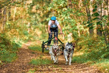 SVETLY, KALININGRAD OBLAST, RUSSIA - 2 Ekim 2021 - Köpek sporları, aktif Sibirya Husky köpekleri koşu ve çekiş arabaları, sonbahar ormanlarında kızak yarışı, kuru toprak ezme yarışması