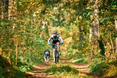 SVETLY, KALININGRAD OBLAST, RUSSIA - 2 Ekim 2021 - Bikejoring kızak köpekleri mantar yarışı, hızlı Sibirya Husky kızak köpekleri köpek misketleri ile bisiklet çekme, ormanda sonbahar köpek yarışı, kızak yarışı