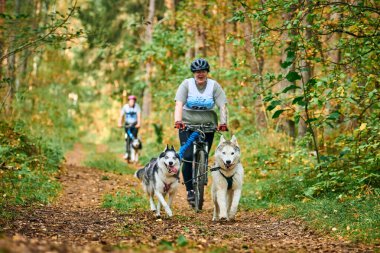 SVETLY, KALININGRAD OBLAST, RUSSIA - 2 Ekim 2021 - Bikejoring kızak köpek yarışı, Sibirya Husky köpekleri pozitif tombul kadınlarla bisiklet çekme, kızak yarışı yarışması, sağlıklı yaşam tarzı