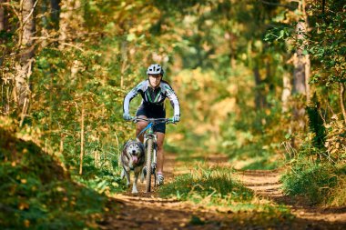 SVETLY, KALININGRAD OBLAST, RUSSIA - 2 Ekim 2021 - Bikejoring kızak köpekleri mantar yarışı, hızlı Sibirya Husky kızak köpekleri köpek misketleri ile bisiklet çekme, ormanda sonbahar köpek yarışı, kızak yarışı