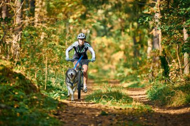 SVETLY, KALININGRAD OBLAST, RUSSIA - 2 Ekim 2021 - Bikejoring kızak köpekleri mantar yarışı, hızlı Sibirya Husky kızak köpekleri köpek misketleri ile bisiklet çekme, ormanda sonbahar köpek yarışı, kızak yarışı