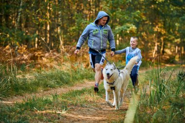 SVETLY, KALININGRAD OBLAST, RUSSIA - 2 Ekim 2021 - Canicross, Sibirya Husky köpeği ile koşan köpek, baba ve oğluyla koşan, ormanda kızak yarışı yapan köpek yarışı