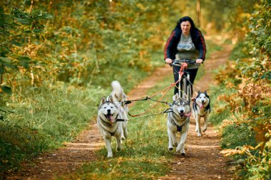 SVETLY, KALININGRAD OBLAST, RUSSIA - 2 Ekim 2021 - Bikejoring kızak köpek yarışı, hızlı Sibirya Husky köpekleri sürüsü bisiklet çekiyor pozitif tombul kadın, kızak köpek yarışı, sağlıklı yaşam tarzı