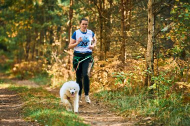 SVETLY, KALININGRAD OBLAST, RUSSIA - 2 Ekim 2021 - Köpekle koşan Canicross, beyaz tüylü Samoyed köpeğiyle koşan atletik kadın musher, kızak köpek yarışı sporları yarışması