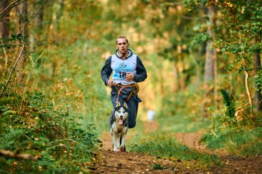 SVETLY, KALININGRAD OBLAST, RUSSIA - 2 Ekim 2021 - Canicross köpekle koşan, atletik ezici Sibirya Husky köpeği, kızak köpek yarışı sporları açık hava aktivitesi