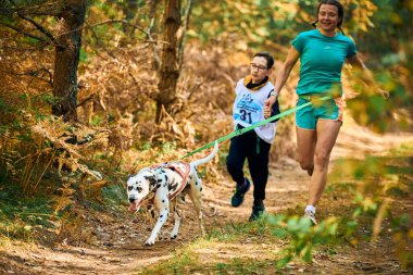 SVETLY, KALININGRAD OBLAST, RUSSIA - 2 Ekim 2021 - Canicross köpek mantar yarışı, anne ve oğluna bağlı Dalmaçyalı köpek, köpek yarışı, açık havada aile koşusu