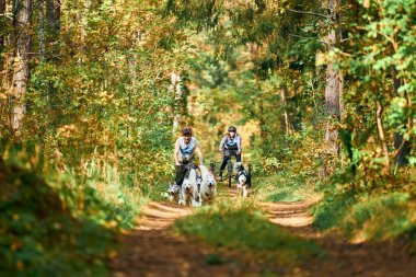 SVETLY, KALININGRAD OBLAST, RUSSIA - 2 Ekim 2021 - Köpek sporları, aktif Sibirya Husky köpekleri güz ormanlarında insanları taşıyan köpek arabaları. Toprak Ülke ezme yarışması