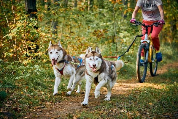 Svetly Kalingrad Oblast Russia Października 2021 Wyścig Sanek Rowerowych Szybkie — Zdjęcie stockowe