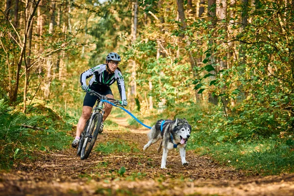 SVETLY, KALININGRAD OBLAST, RUSSIA - 2 Ekim 2021 - Bikejoring kızak köpekleri mantar yarışı, safkan Sibirya Husky kızak köpekleri köpek misketleri ile bisiklet çekme, kros köpek yarışı, kızak yarışı