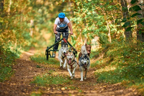 维斯特利 卡利宁格勒 罗萨斯州 2021年10月2日 卡丁犬运动 活跃的西伯利亚哈士奇犬跑拉狗车 秋天森林里的雪橇赛狗 旱地冲洗比赛 — 图库照片