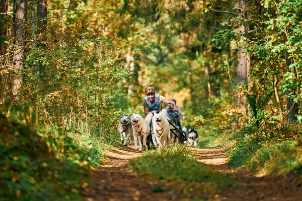 Svetly Kalingrad Oblast Russia Października 2021 Carting Dog Sports Active — Zdjęcie stockowe