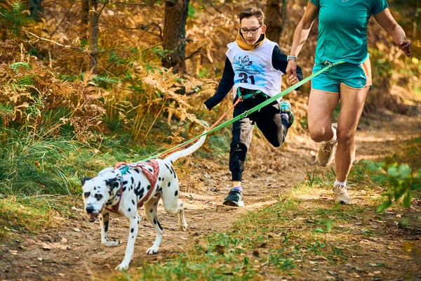 SVETLY, KALININGRAD OBLAST, RUSSIA - 2 Ekim 2021 - Canicross köpek mantar yarışı, anne ve oğluna bağlı Dalmaçyalı köpek, köpek yarışı, açık havada aile koşusu