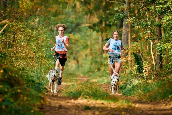 克里斯蒂 卡利宁格勒 罗萨斯州 2021年10月2日 西伯利亚哈士奇和达尔马提亚犬与雄性和雌性蘑菇一起奔跑 雪橇狗赛跑运动 — 图库照片