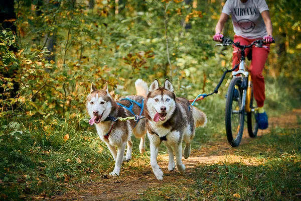 Svetly Kalingrad Oblast Russia Października 2021 Wyścig Sanek Rowerowych Szybkie — Zdjęcie stockowe