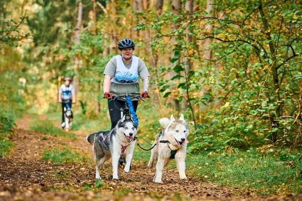 维斯特利 卡利宁格勒 俄克拉荷马州 2021年10月2日 自行车骑着雪橇赛狗 西伯利亚哈士奇狗牵着自行车与体形丰满的女人 雪橇赛狗比赛 健康的生活方式 — 图库照片