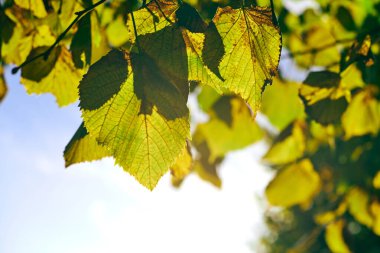 Tilia Platyphyllos ağacından yapraklar, güneşli gökyüzü arka planı. Büyük yapraklı yeşil ve sarı ıhlamur yaprakları. Büyük yapraklı ıhlamur ağacı, mavi gökyüzü ve güneş ışığı altında güzel bir manzara.