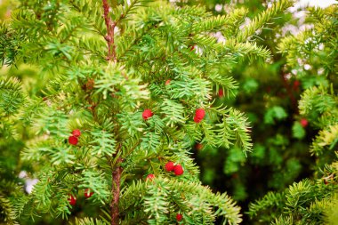 Taxus baccata yemyeşil porsuk ağacı yaprakları. Olgun ve olgunlaşmamış kırmızı tohum konileriyle Avrupa porsuk ağacı zehirli alkaloidli bitki. Güzel yeşil ağaç dalları arka planda