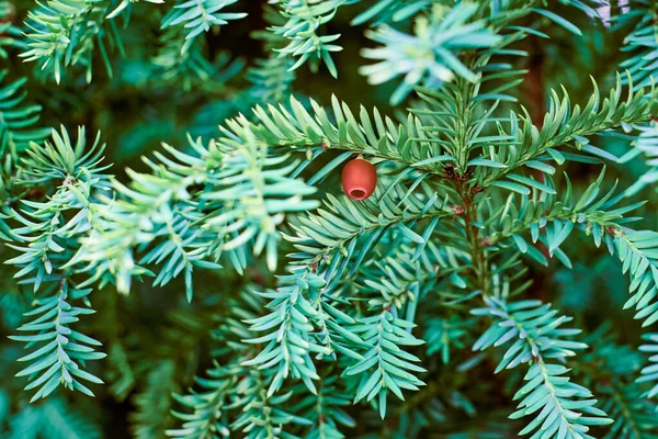 Європейське Тисове Дерево Taxus Baccata Evergreen Yew Close Прив Язані — стокове фото