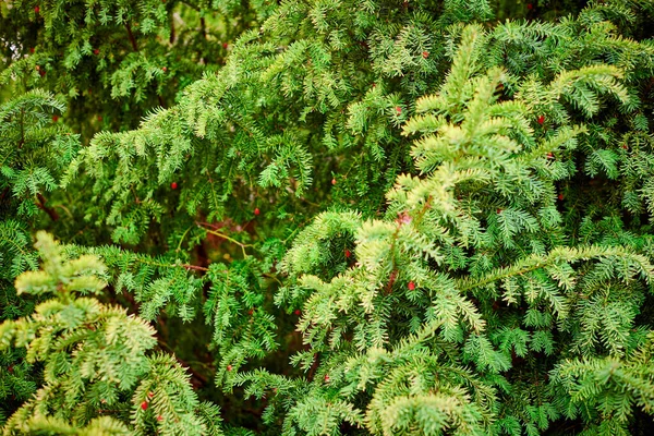 タクシーバカラ常緑のイチイの木の葉を閉じます 成熟した未熟な赤い種子コーンを持つヨーロッパのイチイの木 毒素アルカロイドを含む有毒植物 美しい常緑樹の枝の背景 — ストック写真