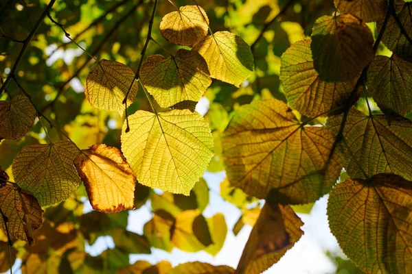枫树的叶子 阳光灿烂的天空背景 绿叶和黄叶的大叶林 美丽的景色穿过长满叶子的林登树 蓝天和阳光 — 图库照片