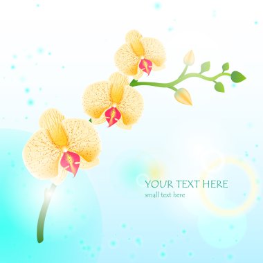 Orkide soyut gösteren resim