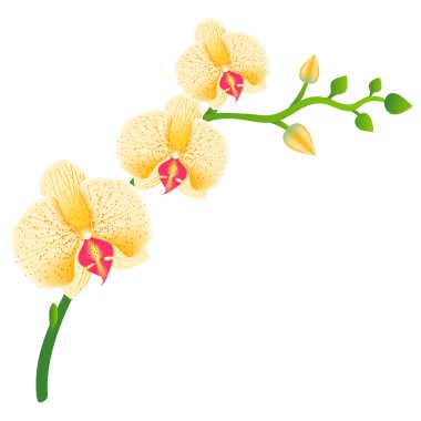 çizimde gerçekçi orkide. EPS 10